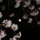 夜桜スーパームーン