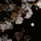 夜桜とスーパーピンクムーン