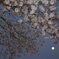 満開の桜とスーパーピンクムーン