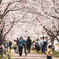 桜日和