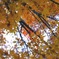 黄葉？