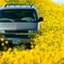 菜の花と愛車