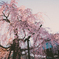 枝垂桜