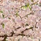 桜もりもり