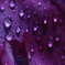 水玉