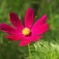 花びらに光