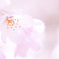 癒し