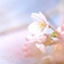 HANA-HANA  277   sakura-saku