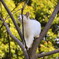 木の上の外猫