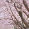 さくら日和