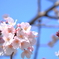 さくら日和