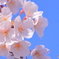 さくら日和