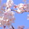 さくら日和