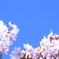 さくら日和