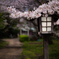 桜は難しいって･･･