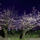 夜桜