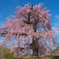 円山公園の桜