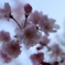 朝の桜