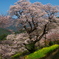 ひょうたん桜