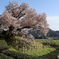 200329 嬉野百年桜1