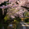 哲学の道の桜
