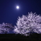 月夜桜