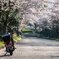 日本平桜並木