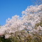 サクラ 2003255