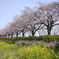 サクラ 2003265