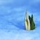 水芭蕉２