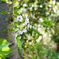 緑桜