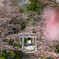 越後一宮　弥彦神社