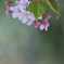 葉桜