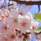 ぽかぽか桜