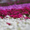 芝桜