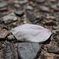 落ちてた桜を