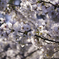 岡崎の桜