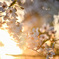 夕暮れの桜