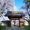 光林寺の垂れ桜