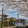 法華口駅(北条鉄道)の桜