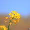 菜の花