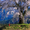 発地の枝垂れ桜