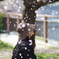 桜舞う中で