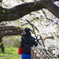 桜の向こう