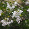 MINOLTA MD TELE ROKKOR 135mm F3.5 