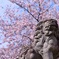 桜と狛犬
