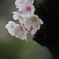 桜ブラ