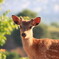 Bambi