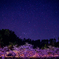 星と桜