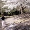 桜一色